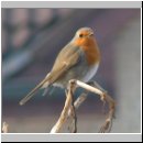 Erithacus rubecula - Rotkehlchen 04.jpg